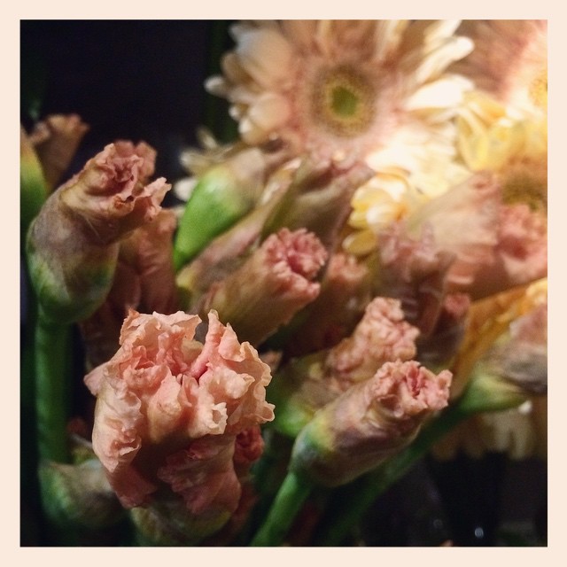絶妙な色のジャーマンアイリス。とても素敵な旬なお花です️