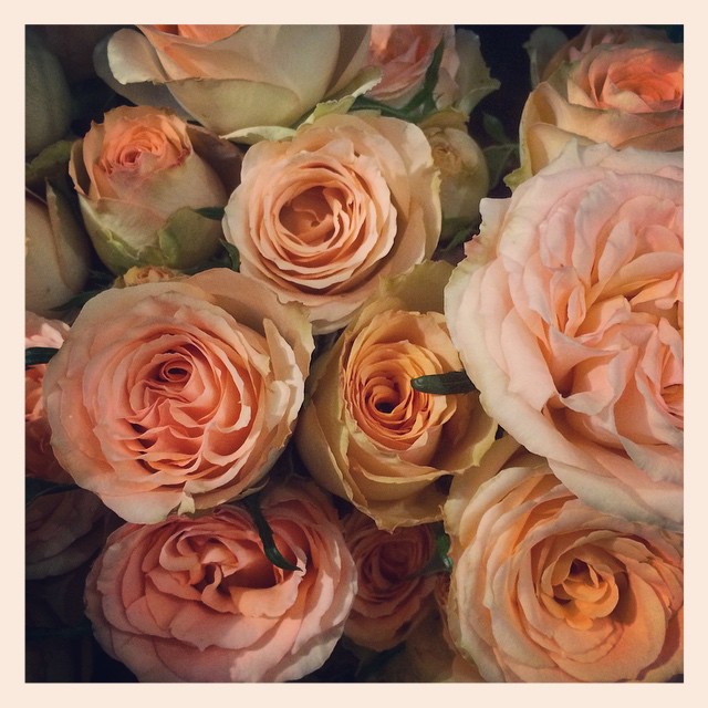 スプレーバラ"コルデスファンタジー"バラが旬な季節。素敵なバラがたくさん入荷しています