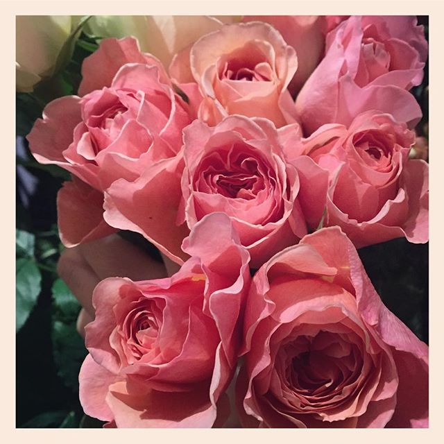 "かおりかざり"香りがとても良く色味も繊細。とても素敵な和バラをつくっている、滋賀の國枝啓司さんのバラです#エトルファシネ