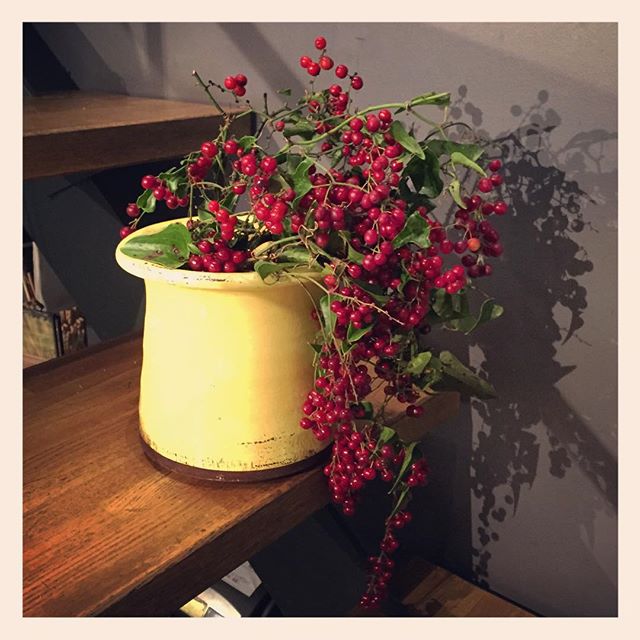 #イタリアンベリー は、品質が不安定な植物。写真の様に、鮮やかな赤で実付きの良いものが出回るのは一瞬。本当に今が旬な植物ですクリスマスの飾りにもぴったり