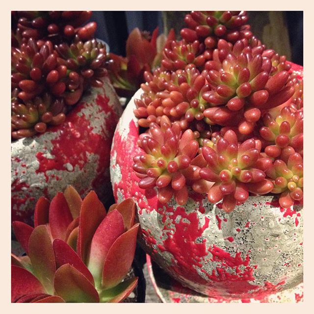 赤い、#多肉植物 入荷しております。写真は、#セダム #虹の玉と、#クラッスラ #火祭 です。