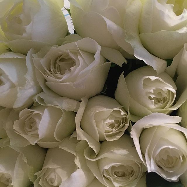 本日もたくさんのお花が入荷しております。悪天候の中お越しくださった方には、ささやかではございますが、バラやダリア等サービスでおつけさせて頂きます。ご来店お待ちしております！写真は、#ブルゴーニュ