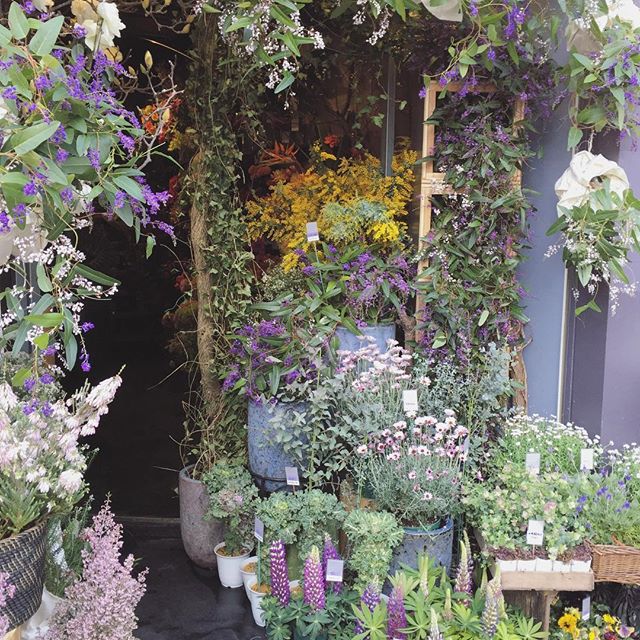 お店の入り口。吊るされている紫と白いツル状のお花は毎年店頭を彩ってくれる、ハーデンベルギア。常緑で花期も長く、人気の鉢花です。贈り物にされる方もいらっしゃいます。春のお花、ミモザが店内からあふれています今日は暖かいので扉を全開にしています！ご来店お待ちしております