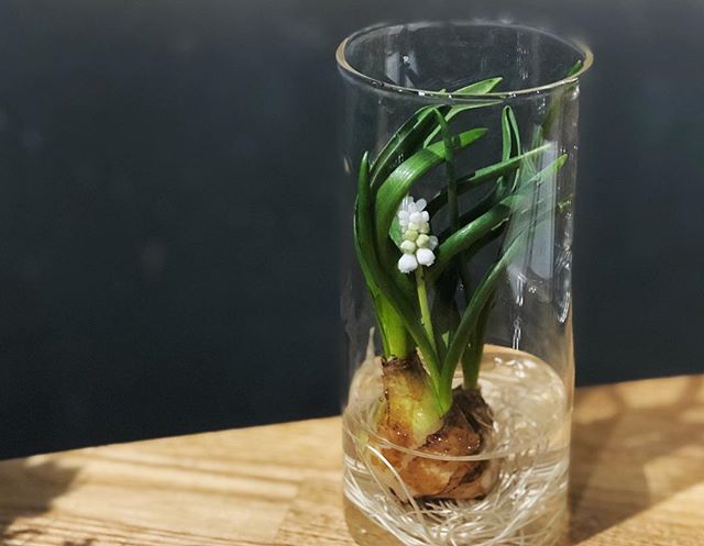 小さな球根付きのムスカリとヒヤシンス。綺麗なガラスの器とセットで店頭に並んでいます。#sorcerydressing #ソーセリードレッシング #muscari #ムスカリ #hyacinth #ヒヤシンス #水耕栽培