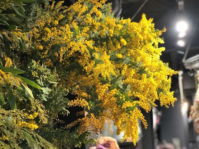 ミモザ、多種並んでおります。香りも良く、ドライフラワーにも最適です。#sorcerydressing #ソーセリードレッシング #mimosa #ミモザ